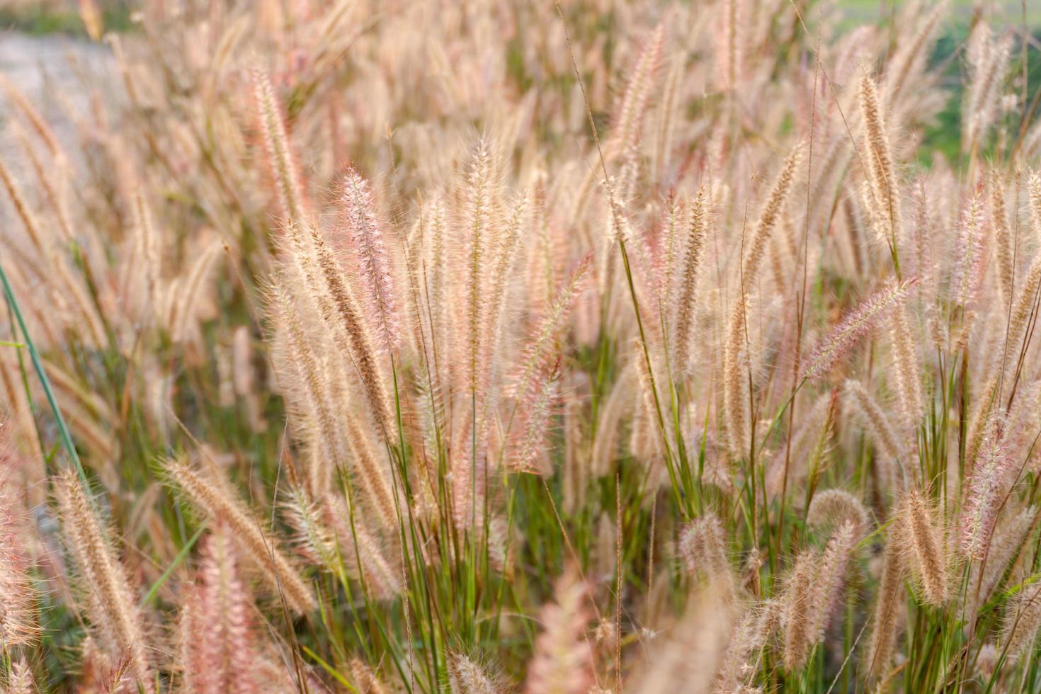 fontein gras. natuur gras bloem met licht foto