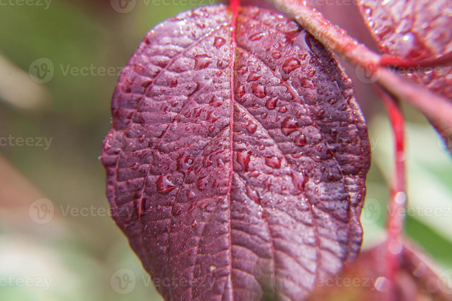 wijnbouw wijnindustrie. druppels regenwater op groene druivenbladeren in wijngaard foto