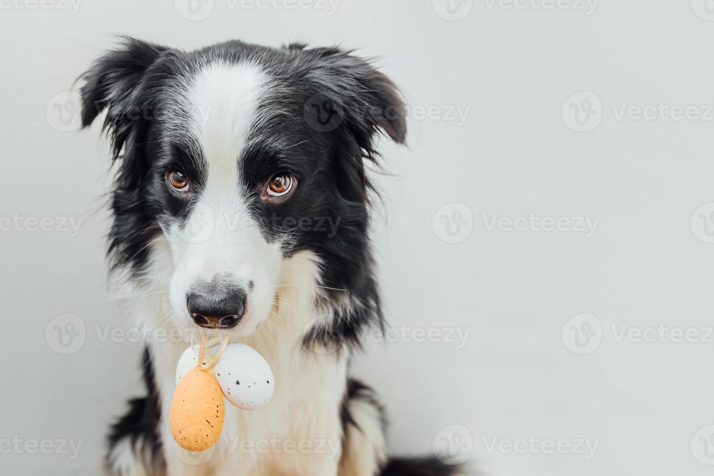 gelukkig Pasen-concept. voorbereiding op vakantie. schattige puppy hondje border collie kleurrijke paaseieren houden in mond geïsoleerd op een witte achtergrond. lente wenskaart. foto