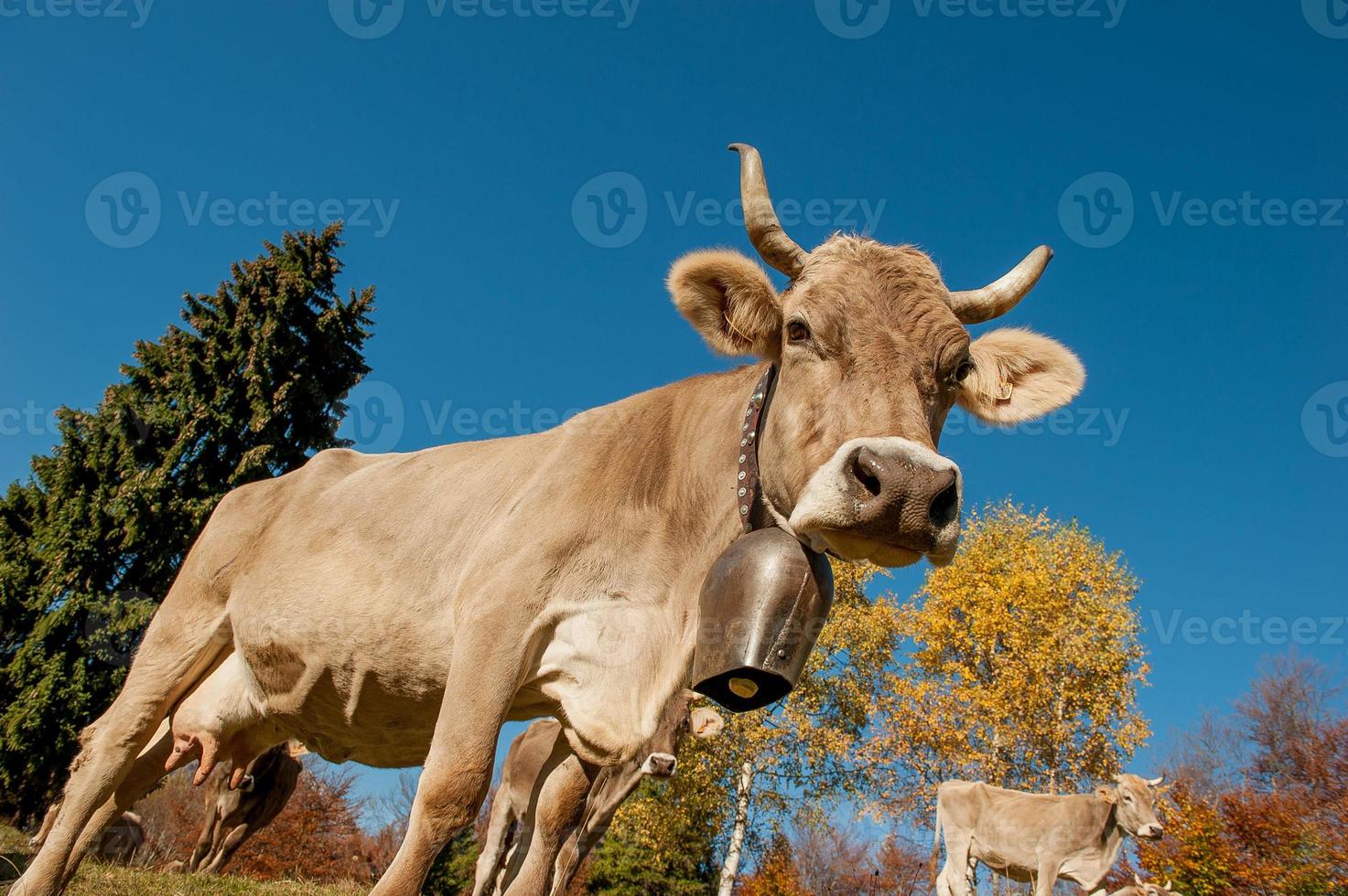 grazende koeien die zich voeden met gras foto