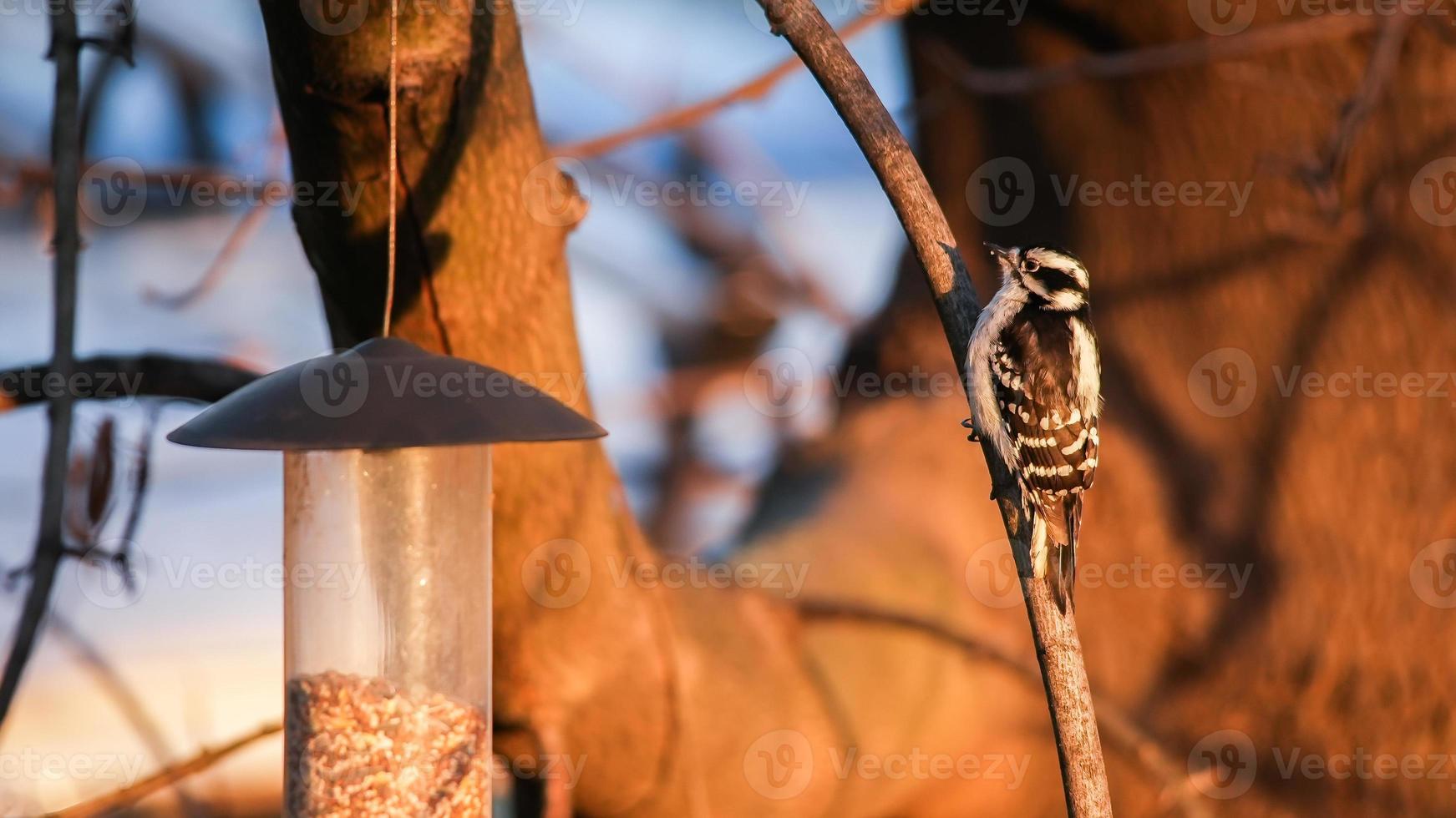 valse specht zittend op boomtak foto