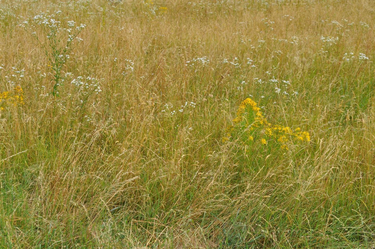 groen gras in weide of gazon nuttig als achtergrond foto