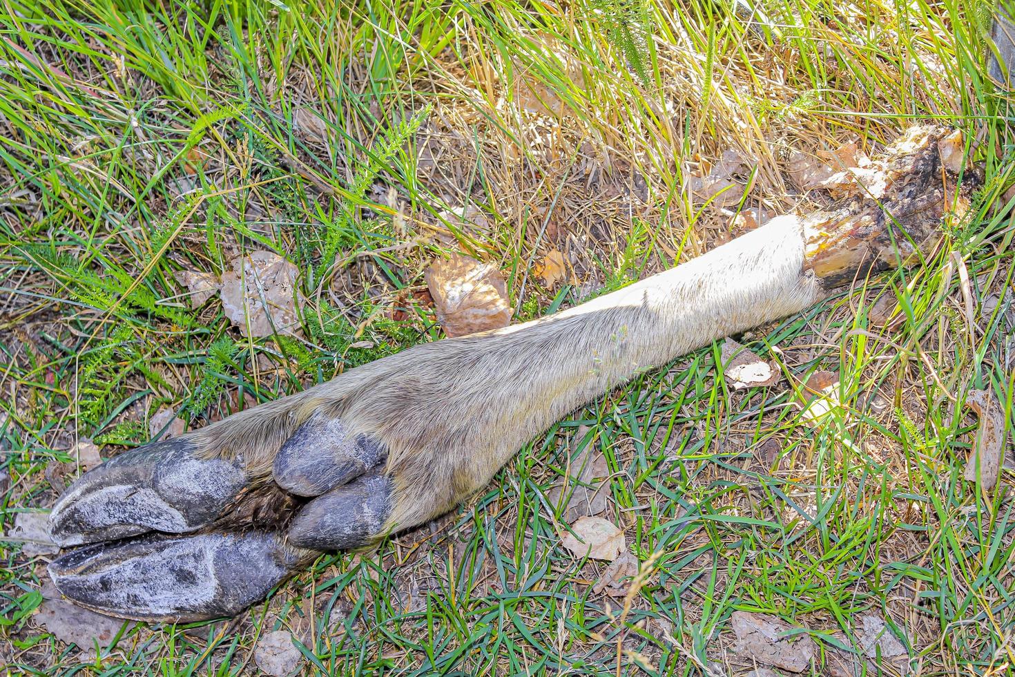 dode eland. afgehakte eland elanden been ligt in een weiland. foto