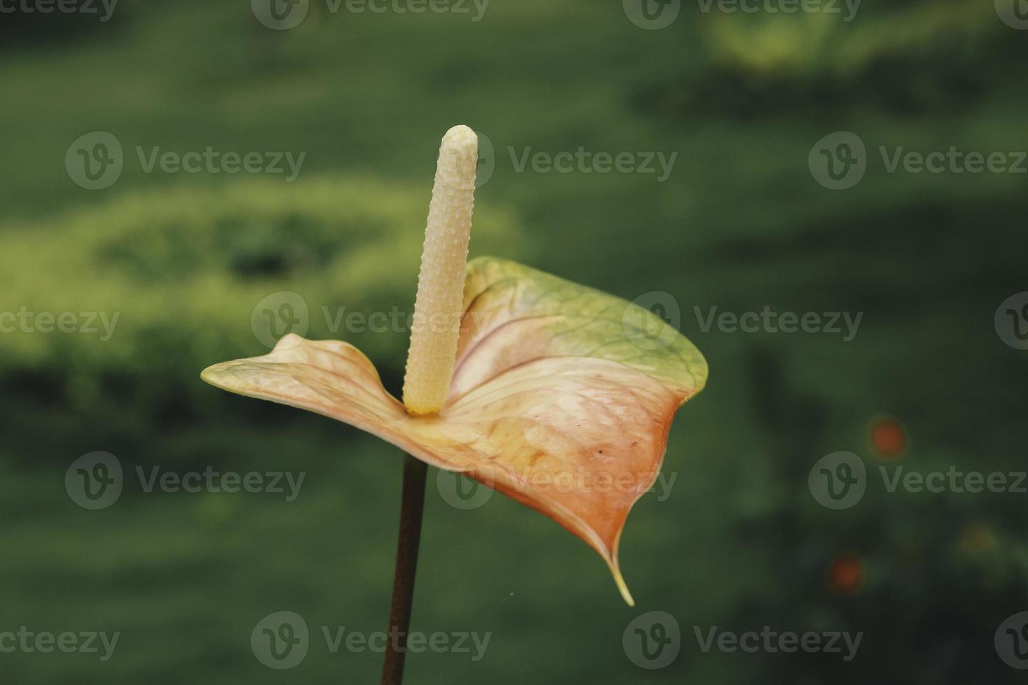 anthurium bloemen met tropische achtergrond foto