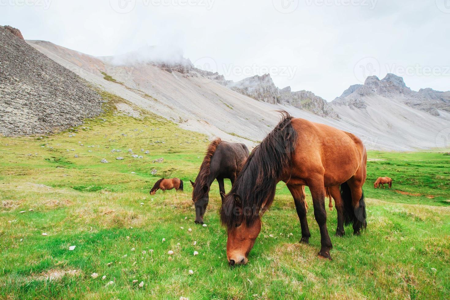 charmante IJslandse paarden in een weiland met bergen foto
