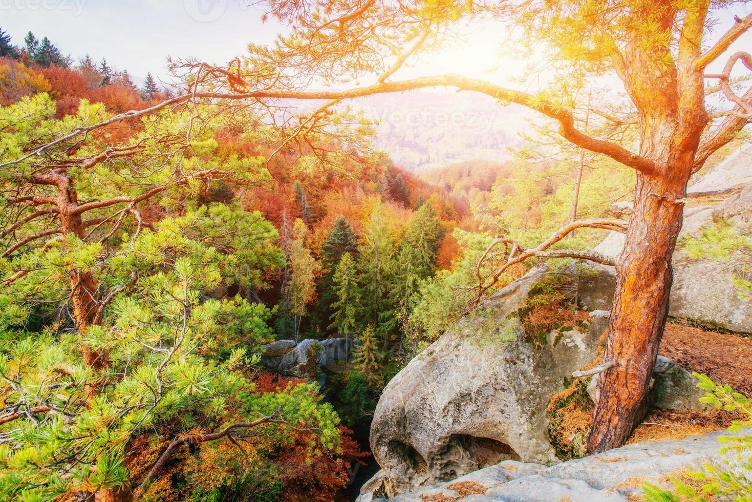 bos in zonnige middag terwijl seizoen. herfst landschap. oekraïne foto