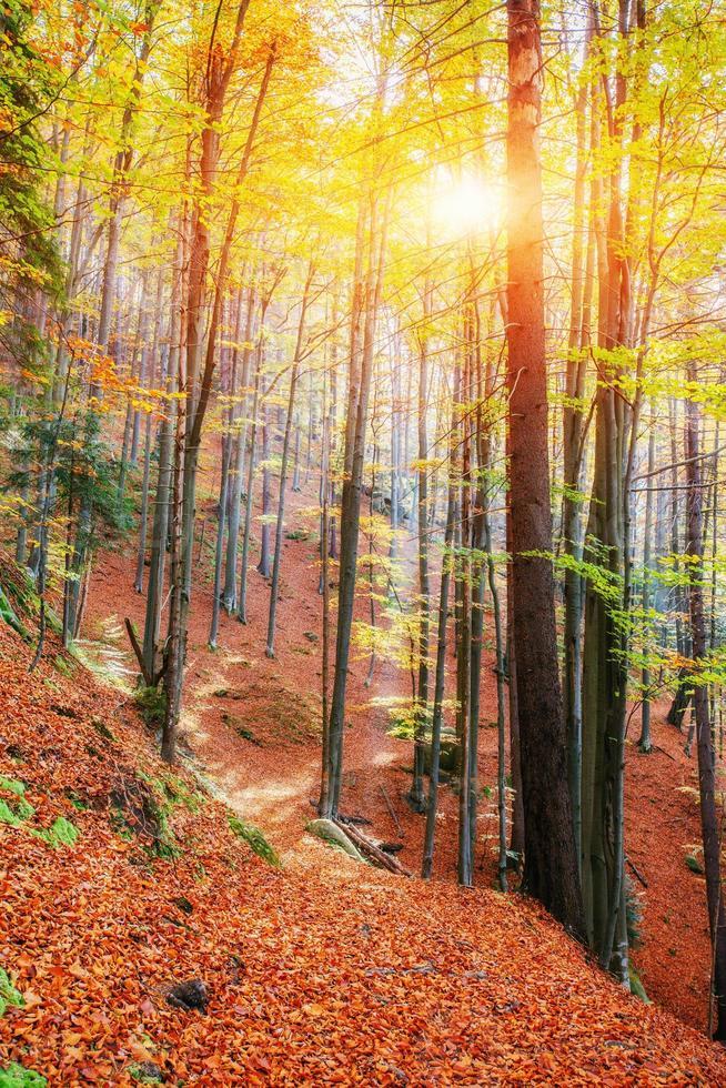 bosweg in de herfst. schoonheid wereld. landschap foto