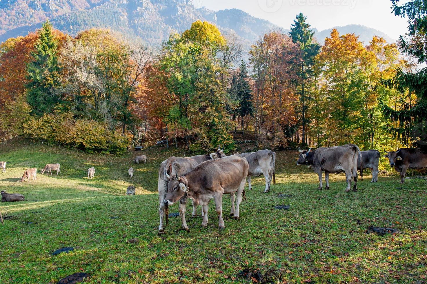 grazende koeien die zich voeden met gras foto