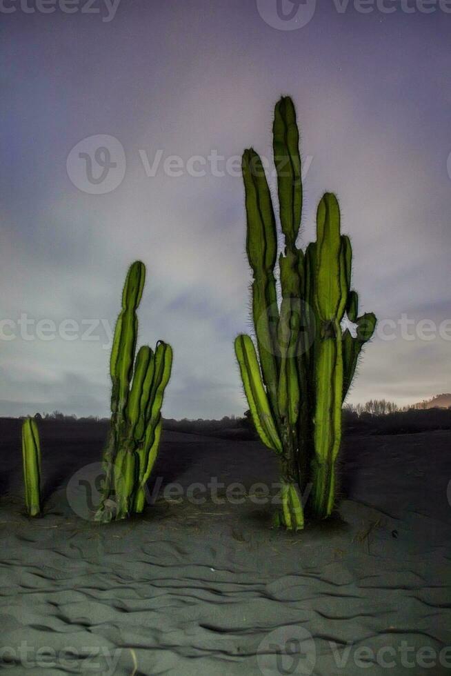 uitzicht op de cactusboom 's nachts foto