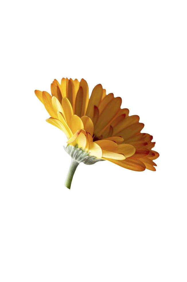 Oranje gerbera bloemhoofd geïsoleerd op witte achtergrond foto