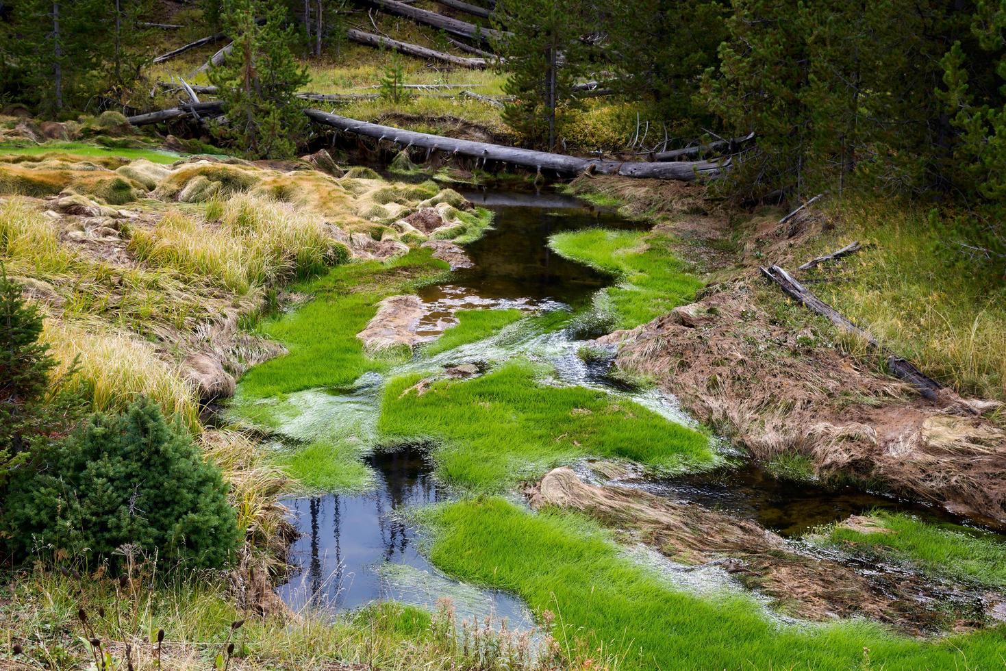 levendige groene groei in een kreek in het nationaal park Yellowstone foto