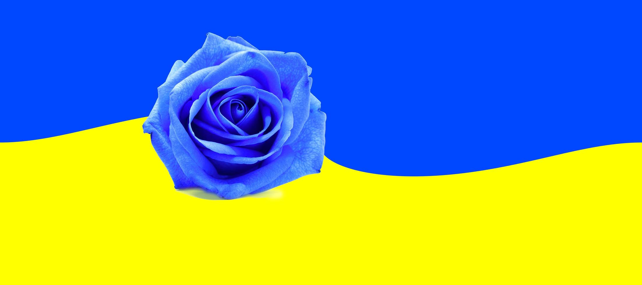 roze blauw en oekraïne vlag. mooie oekraïense.de nationale vlag van oekraïne. symbool, poster, vlag van de Oekraïense nationale flag.flag van Oekraïne met een blauwe roos. Oekraïens Russisch conflictsymbool. foto