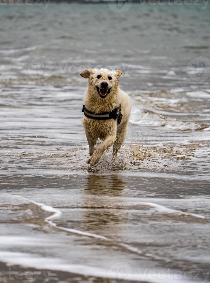 lachende golden retriever die door de golven rent foto