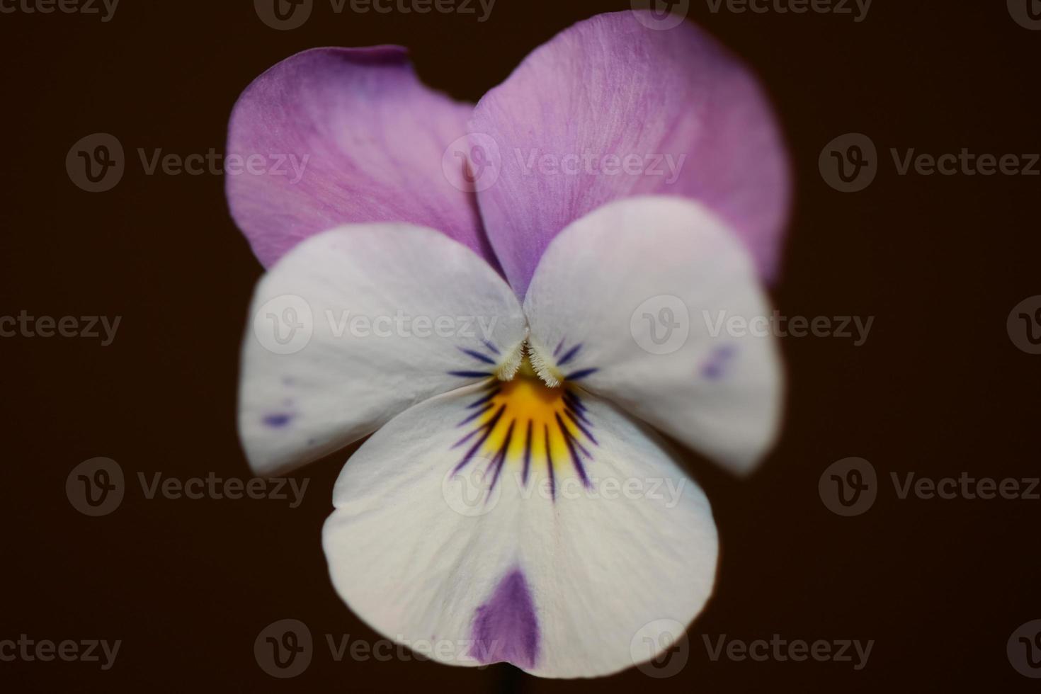 kleurrijke bloem bloesem close-up agrarische achtergrond altviool tricolor l. familie violaceae hoge kwaliteit groot formaat botanische print foto