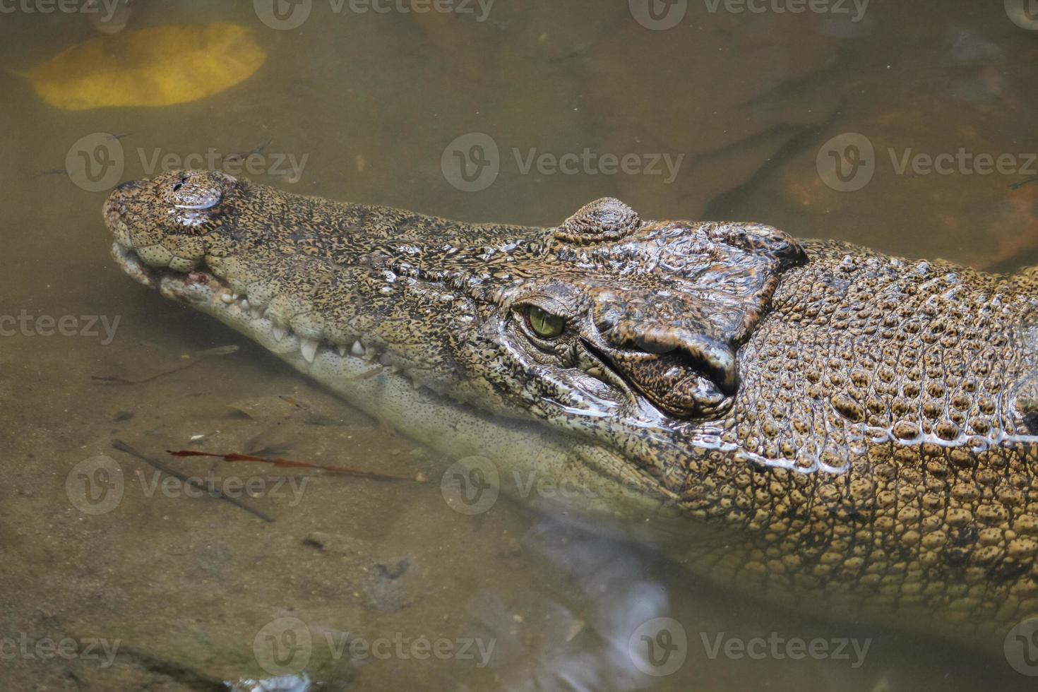 zoutwaterkrokodil of zoutwaterkrokodil of indo-Australische krokodil of menseneterkrokodil. zonnebaden in het moeras. foto