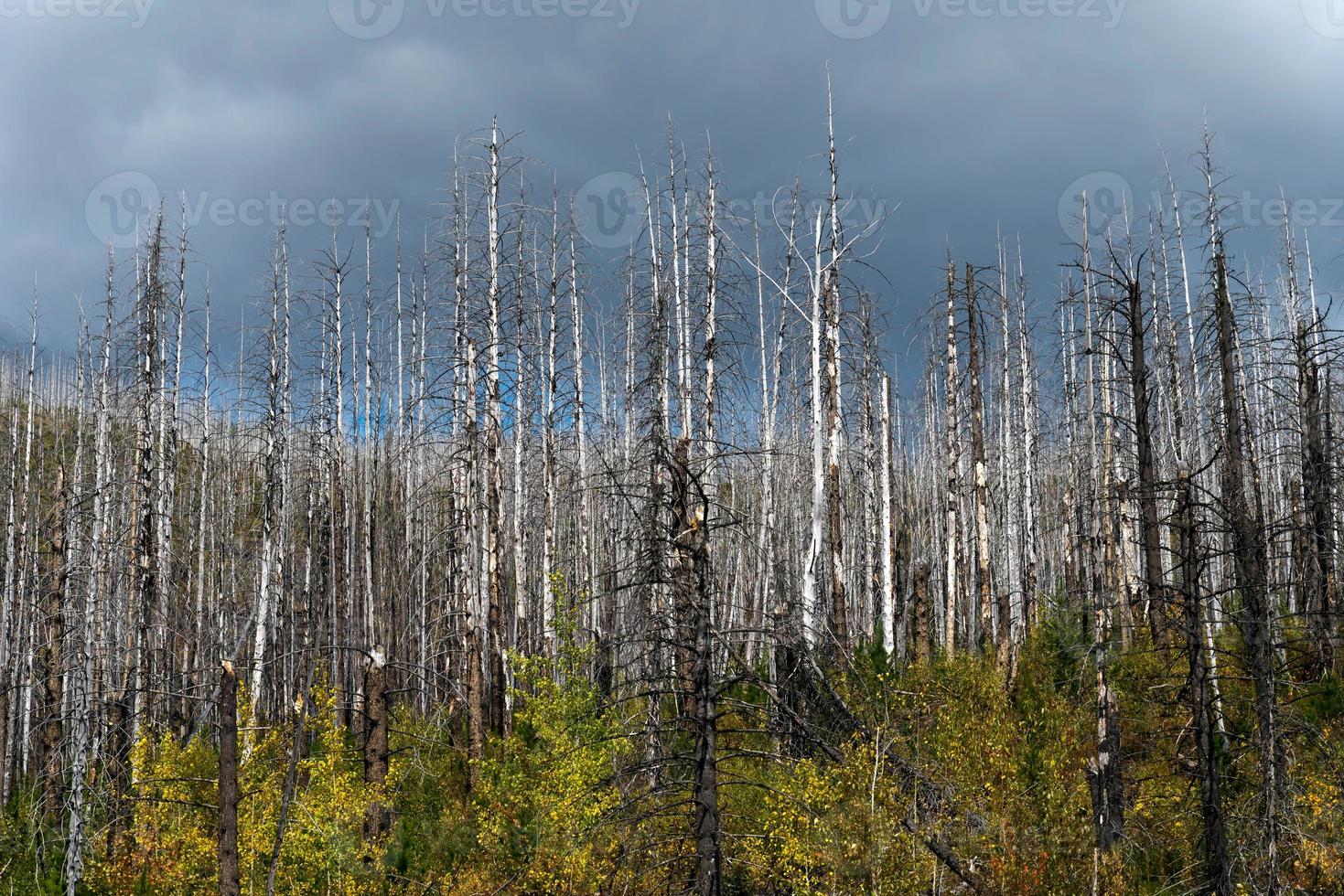 door brand beschadigde bomen in het nationale park van de gletsjer foto