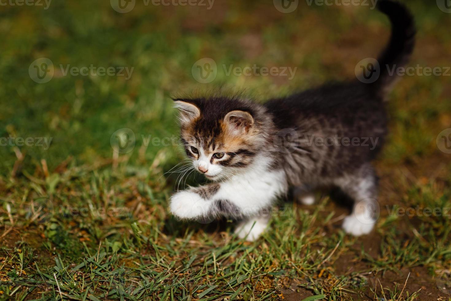 kleine schattige grijze en witte kitten loopt en speelt voorzichtig op groen gras. heerlijk huisdier buiten in de zomer foto