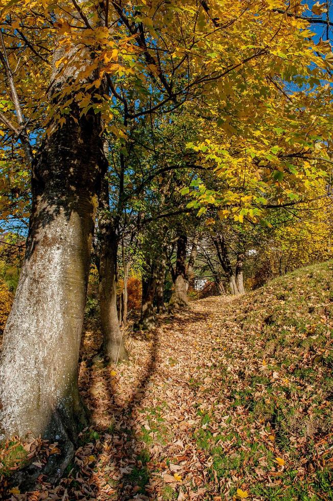 betoverd bos met de kleuren van de herfst foto