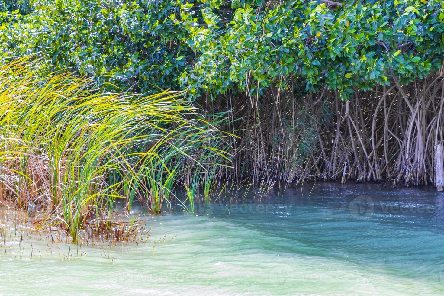 muyil lagune panorama uitzicht landschap natuur mangrove bomen mexico. foto