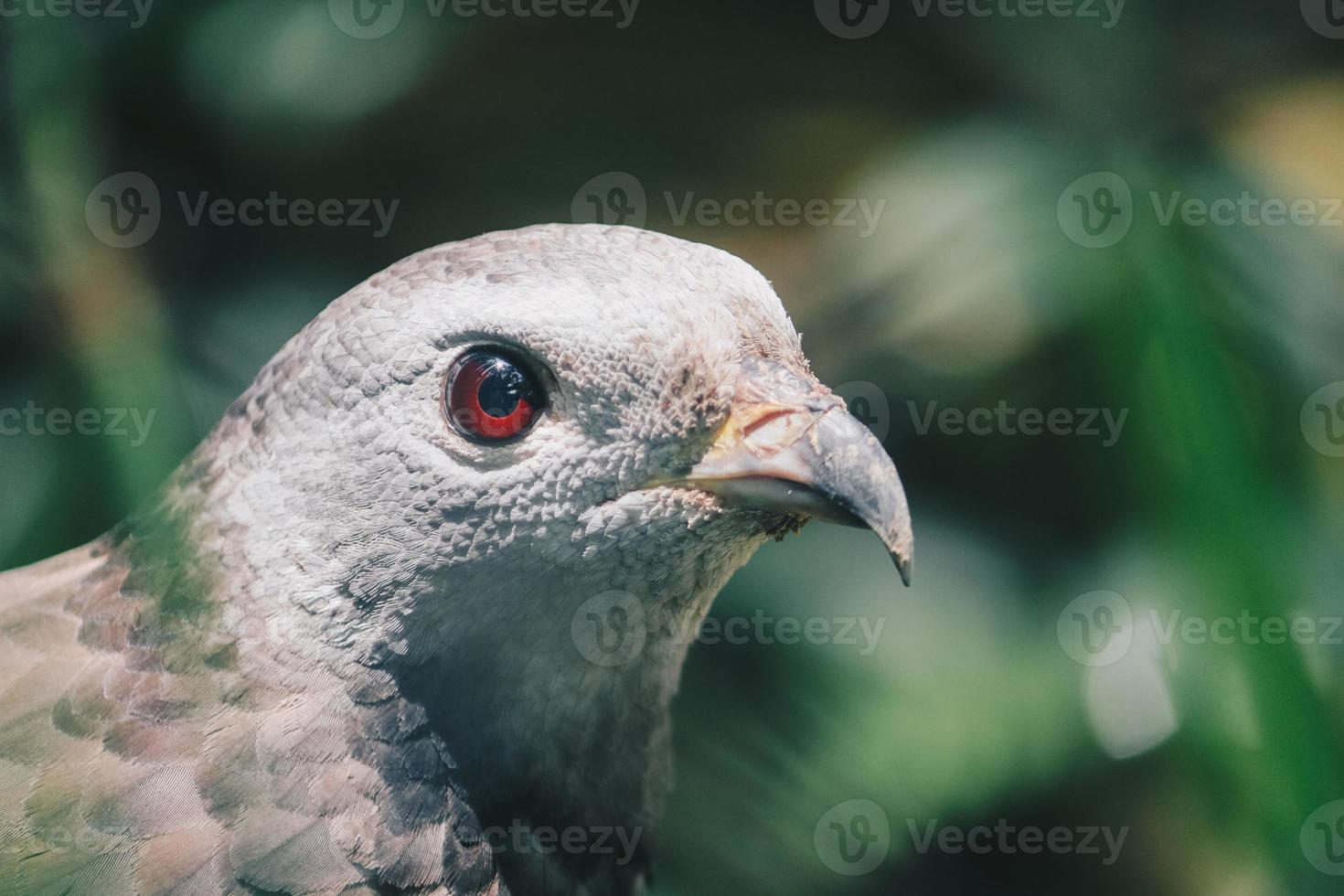 close-up klauw van oosterse wespendief, roofvogel. foto