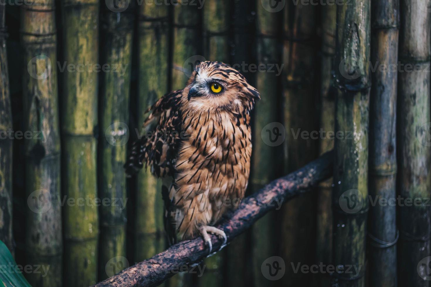 de buffy fish uil of burung hantu beluk ketupa of maleis fish owl, vogel rustend op baars foto