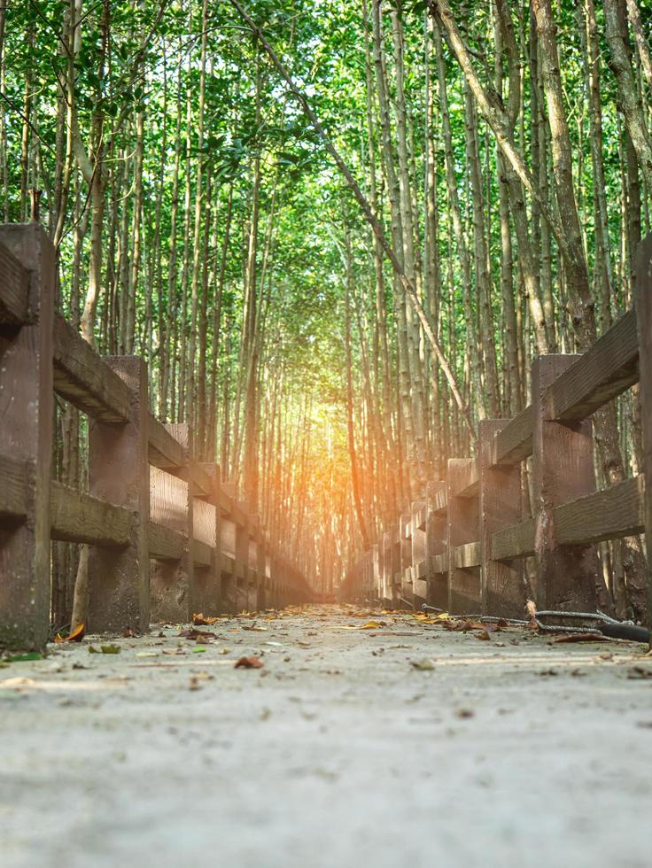 loopbrug in mangrovebos de doelbestemming die het licht van succes in het leven heeft wanneer we het bereiken, we zullen trots zijn. in het koele bos gingen de zonnestralen van tijd tot tijd naar beneden. foto