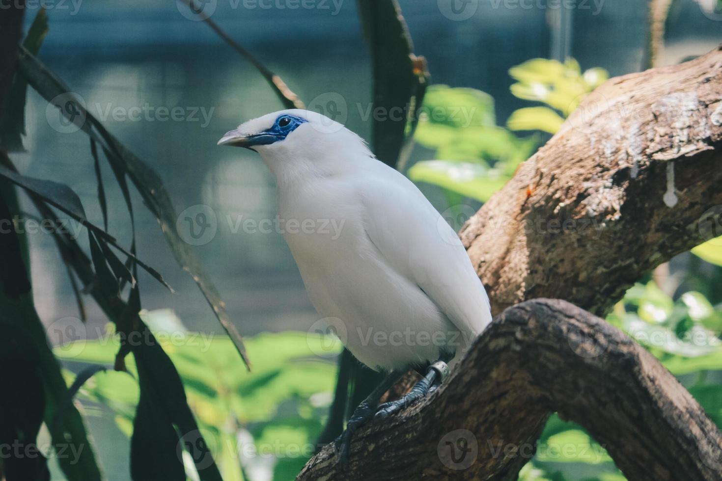bali myna of jalak bali. bedreigde en endemische vogel uit indonesië foto