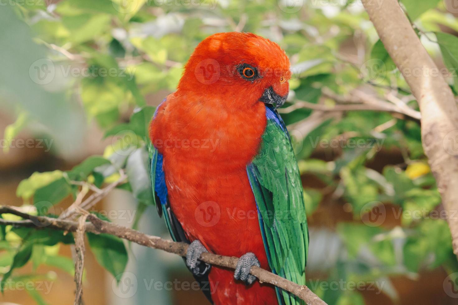 close-up van de Australische koningspapegaai op de tak foto