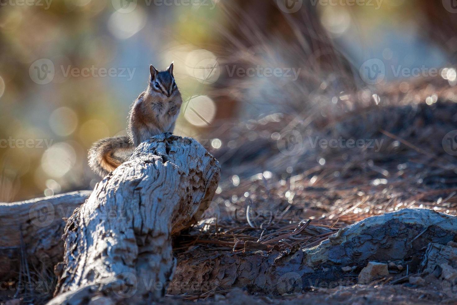 close-up van een aardeekhoorn in Bryce Canyon foto