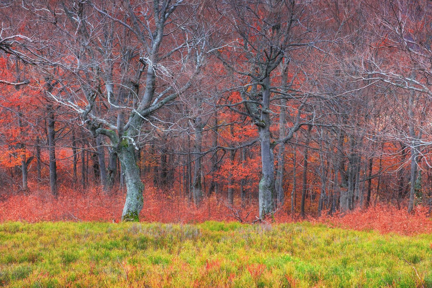 herfst in de Karpaten. fantastisch uitzicht in oktober. de magie foto