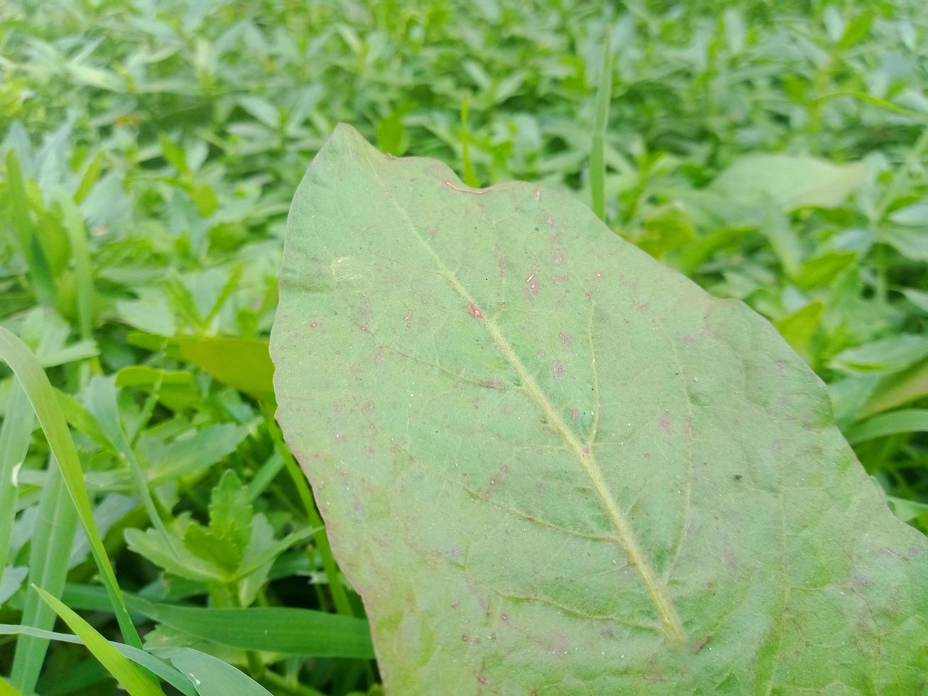 groene bladeren natuurlijk behang foto