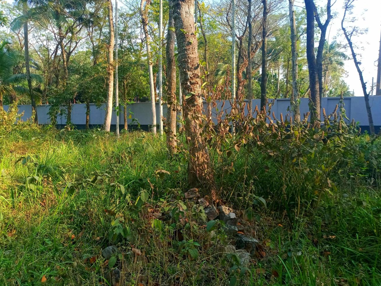 groene bladeren natuurlijk behang foto