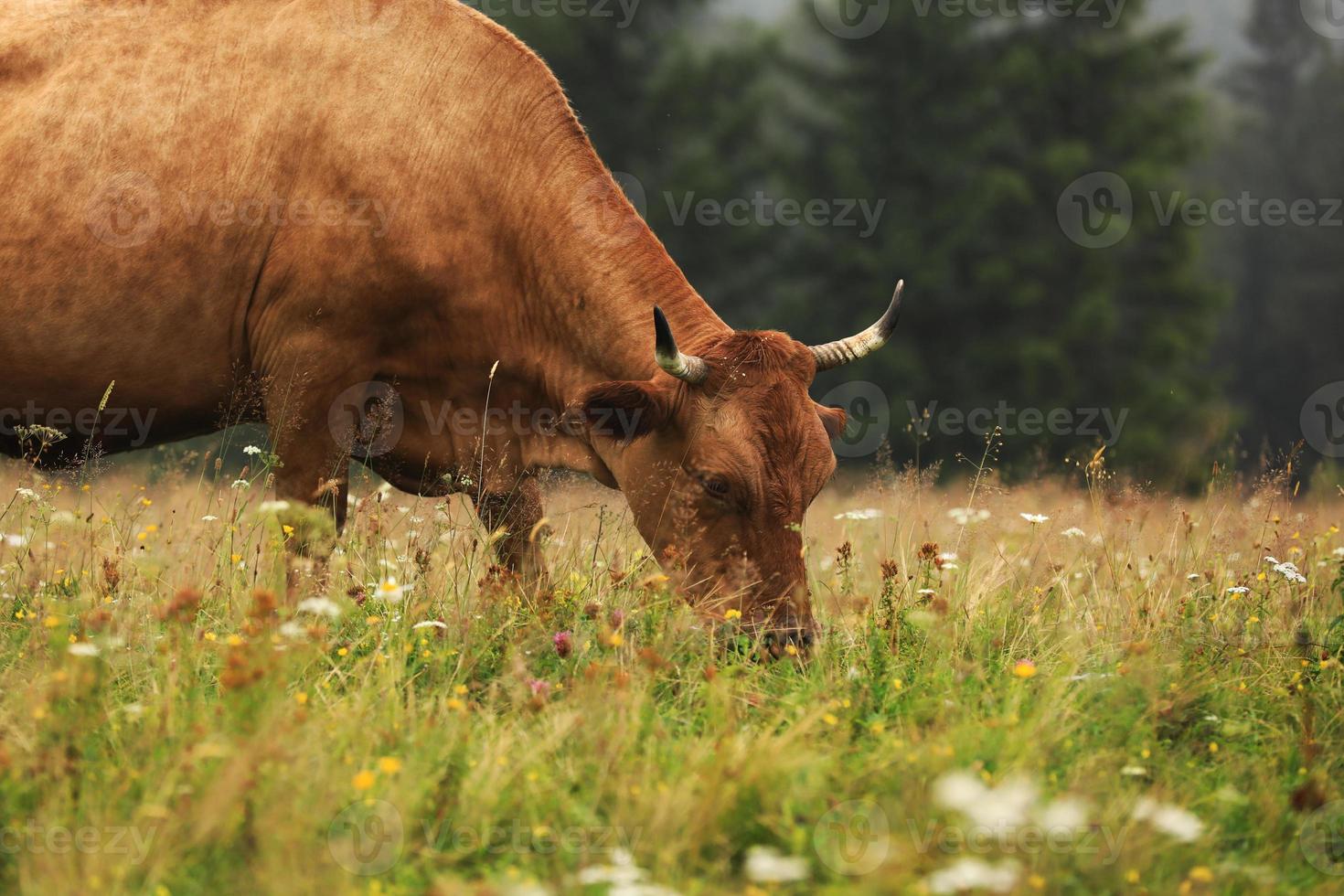 een rode koe graast in een zomerweide met bergen op de achtergrond. jaar van de stier. landelijke boerderij in de bergen. vee grazen. foto