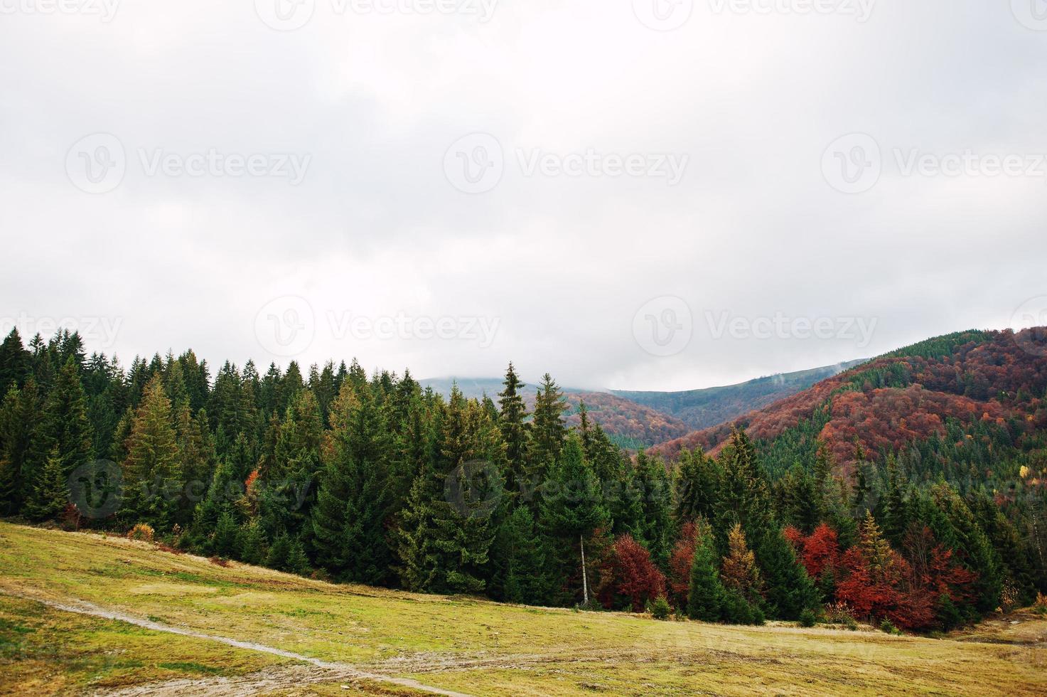 groen sparren en rood herfstbos. herfstbos, veel bomen in heuvels in de karpaten in oekraïne, europa. foto