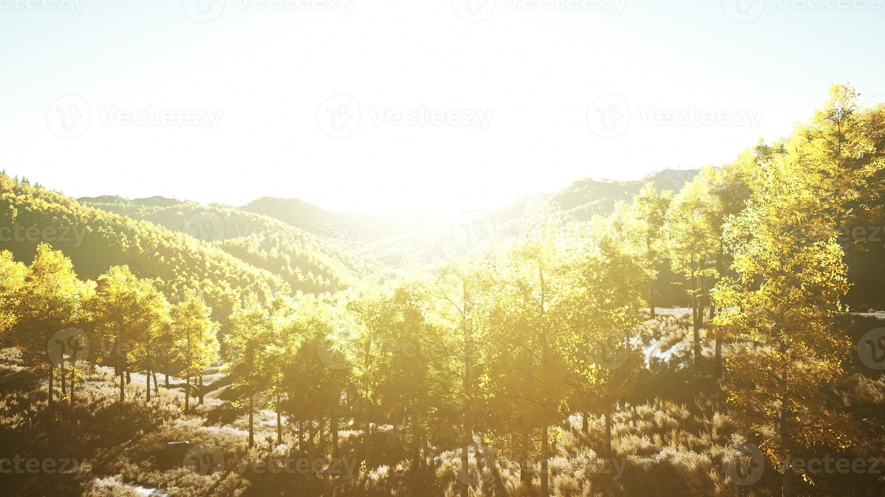 uitzicht op herfstbos in bergen en blauwe lucht van zwitserland foto