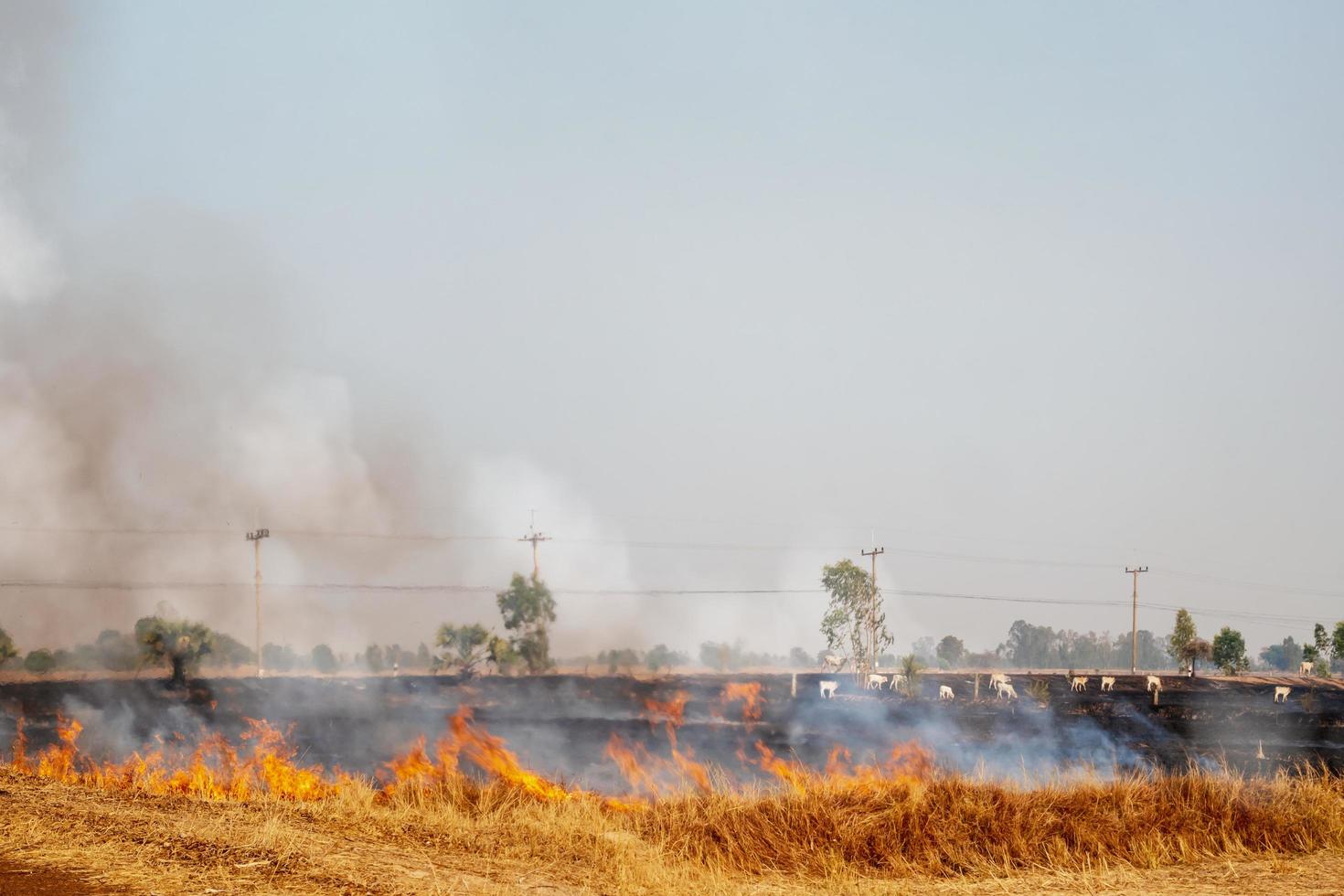 pm 2.5 luchtvervuilingsprobleem door rijstverbranding in rijstvelden door boeren. foto