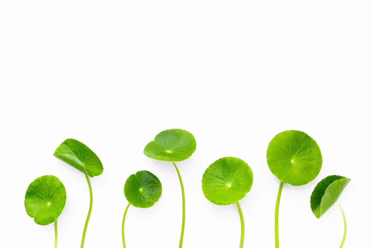 close-up centella asiatica bladeren geïsoleerd op een witte achtergrond bovenaanzicht. foto