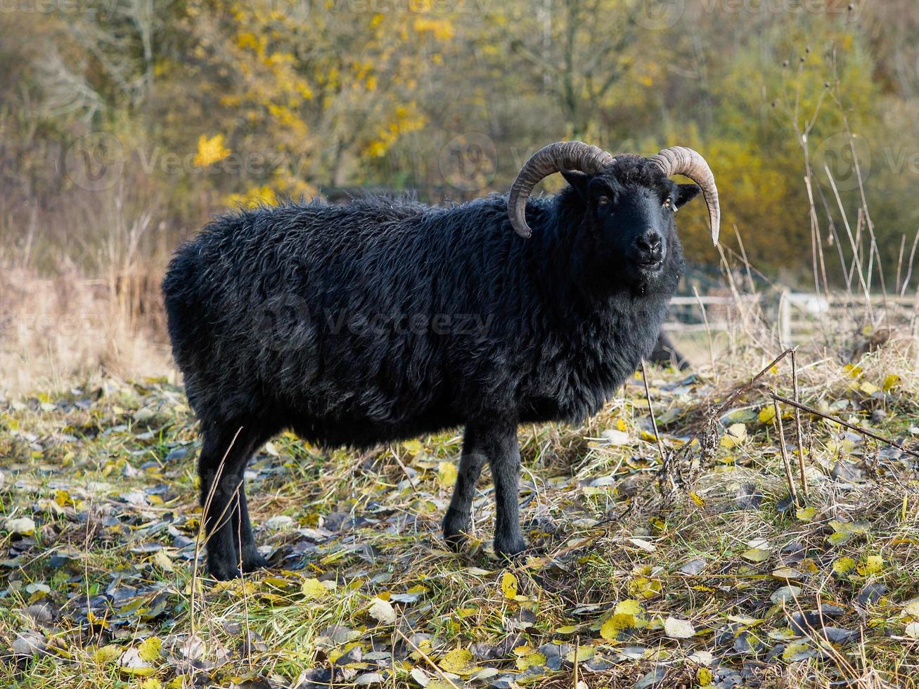 Hebreeuwse zwarte schapen in het natuurreservaat Warnham foto