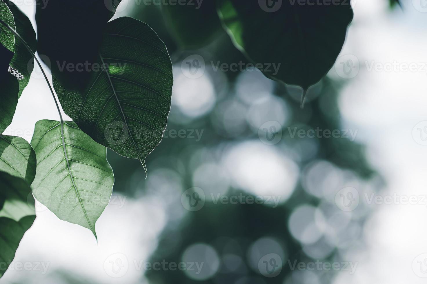 bladeren groen bladeren natuurlijke ogen hartvormig. mooie groene comfortabele kleuren. foto