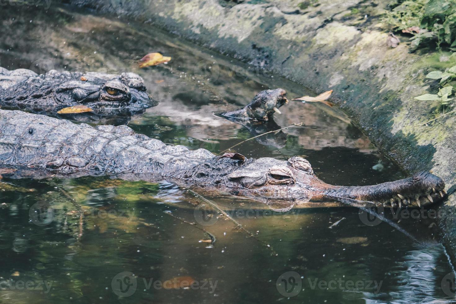 een gerijpte mannelijke gaviaal, een visetende krokodil rust in ondiep water. foto