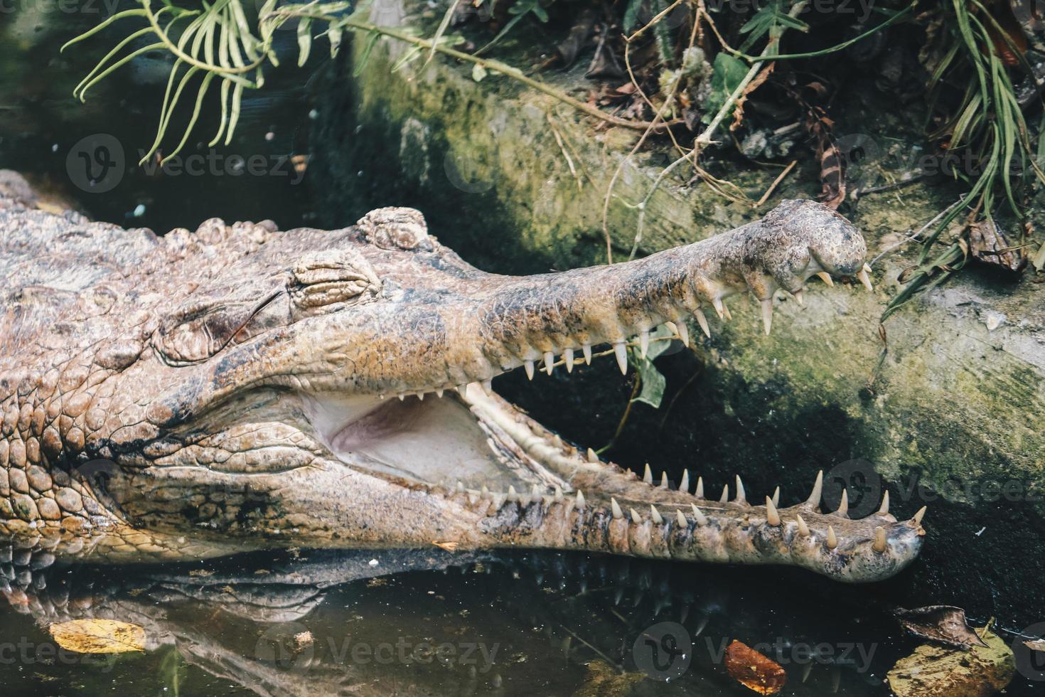 een gerijpte mannelijke gaviaal, een visetende krokodil rust in ondiep water. foto