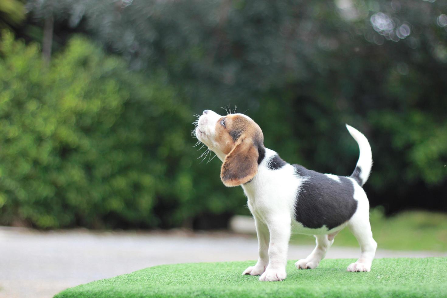 het algemene uiterlijk van de beagle lijkt op een miniatuur jachthond. Beagles hebben uitstekende neuzen. Beagles worden gebruikt in een reeks onderzoeksprocedures. hond foto hebben kopie ruimte.