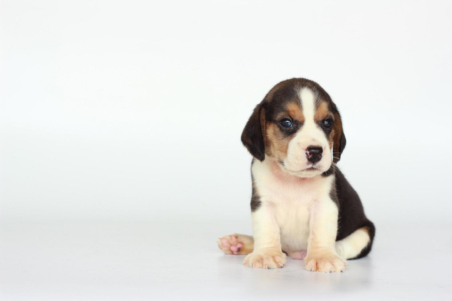 de beagle is in de eerste plaats ontwikkeld voor de jacht op hazen. met een geweldig reukvermogen en superieure volginstincten. er is kopieerruimte voor tekst. Beagles hebben uitstekende neuzen. foto