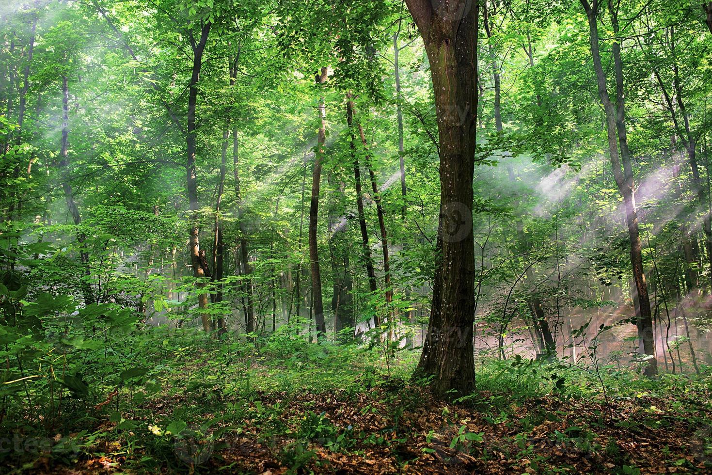 zonnestralen door de bomen in het bos foto