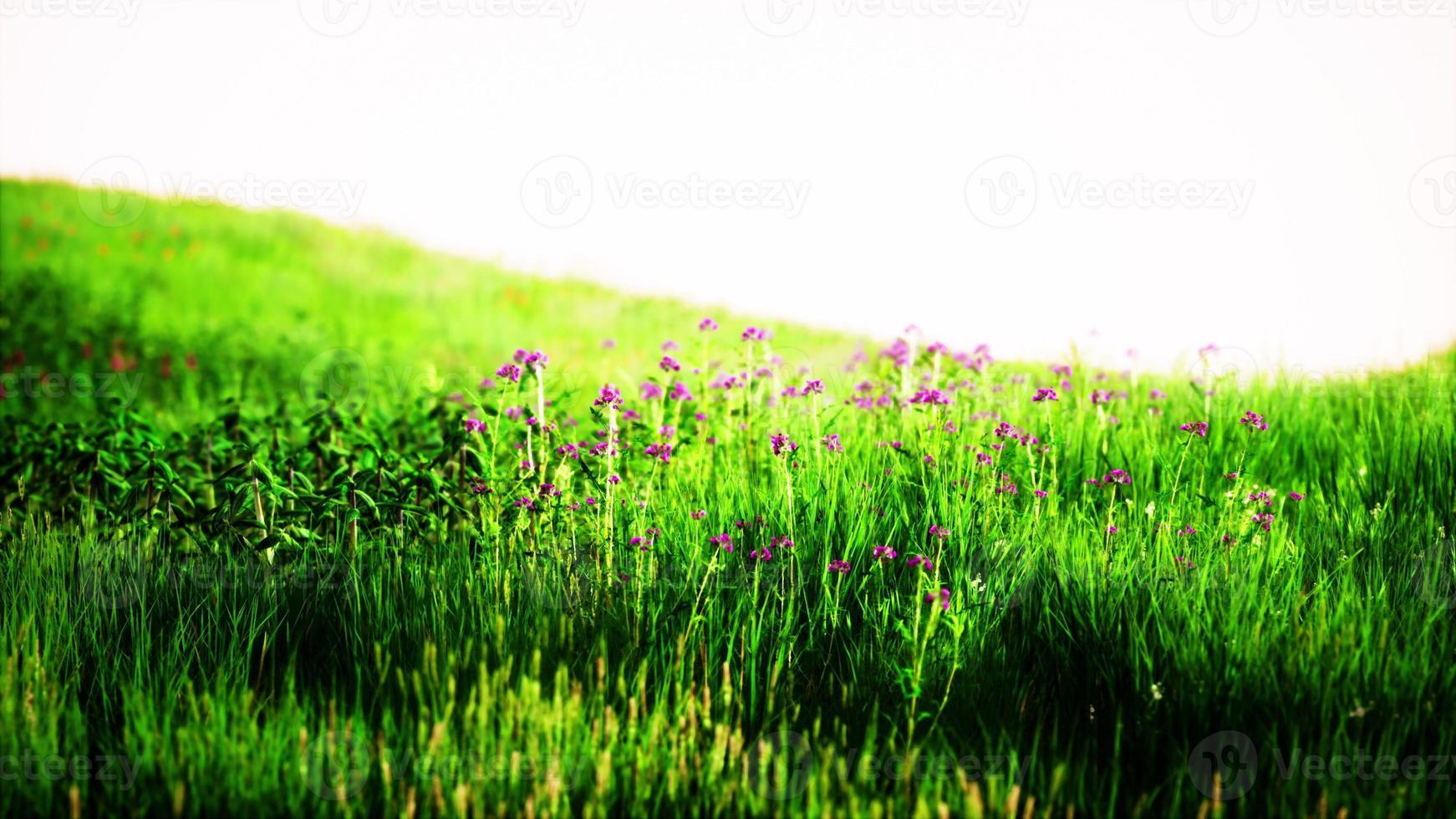 gras op het veld tijdens zonsopgang foto