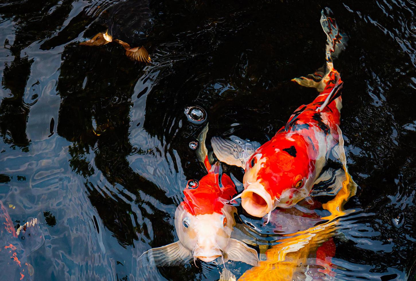 fancy koi vissen of fancy karpers zwemmen in een zwarte vijver visvijver. populaire huisdieren voor ontspanning en feng shui-betekenis. de vis sprong op en opende zijn mond boven het water. wachten op eten foto