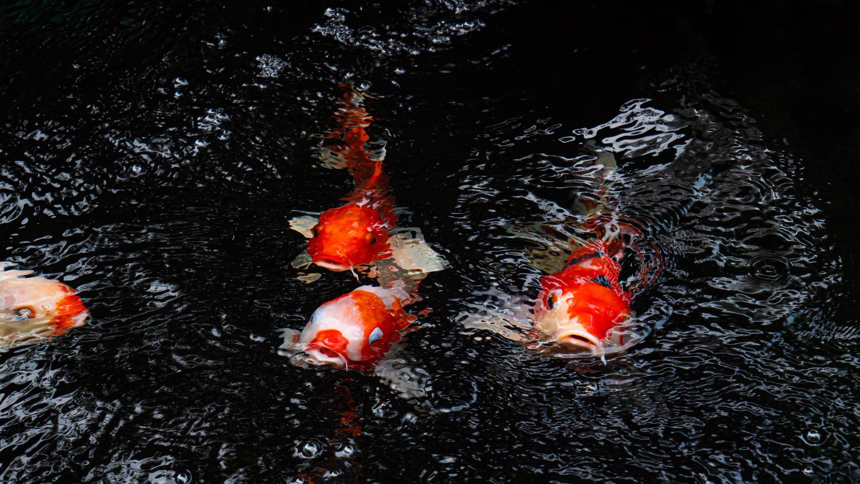 fancy koi vissen of fancy karpers zwemmen in een zwarte vijver visvijver. populaire huisdieren voor ontspanning en feng shui-betekenis. de vis sprong op en opende zijn mond boven het water. wachten op eten foto