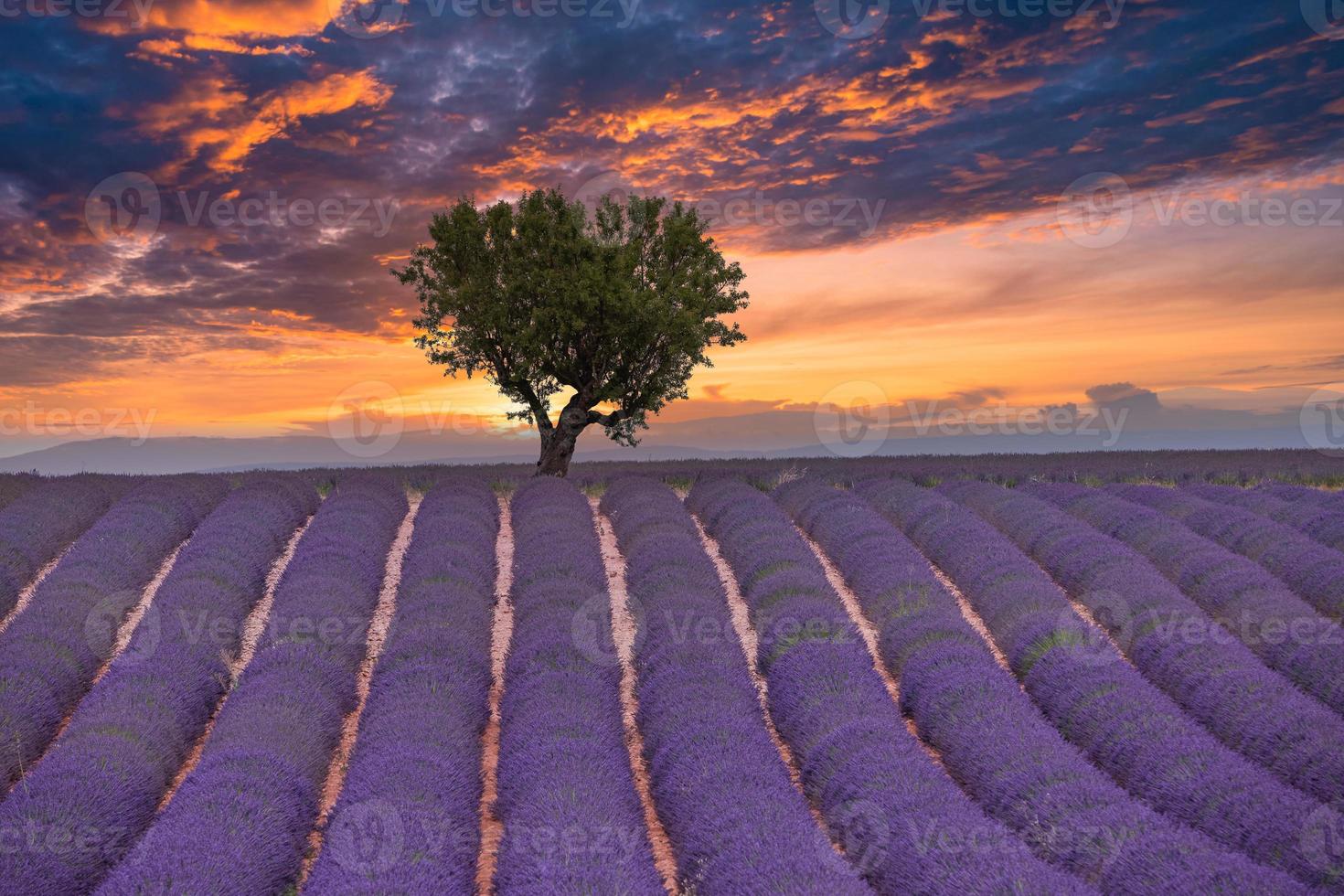 zomer veld met bloeiende lavendel tegen de avondrood. prachtig natuurlandschap, vakantieachtergrond, beroemde reisbestemming. pittoresk uitzicht op de natuur, heldere zonsondergang zonsopgang, provence foto