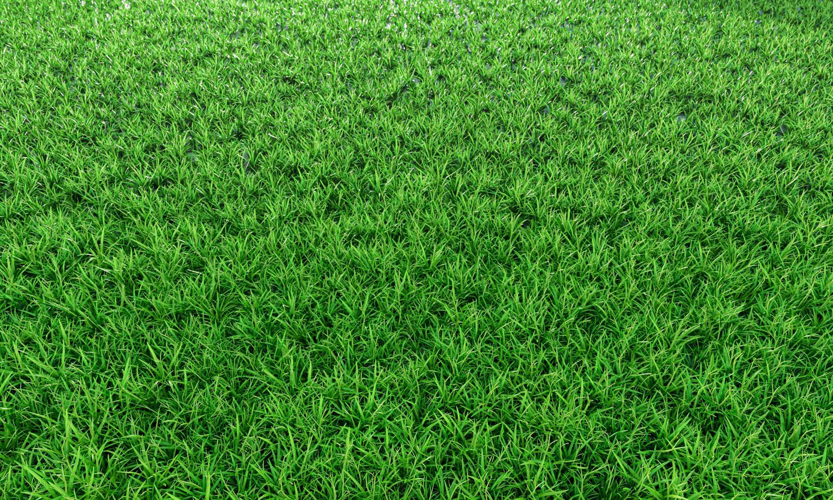 groen gras achtergrondvignet of de natuurlijke murentextuur. bovenaanzicht verse groene gazons voor achtergrond, achtergrond of behang. vlaktes en grassen van verschillende groottes zijn netjes en opgeruimd. het gazon foto