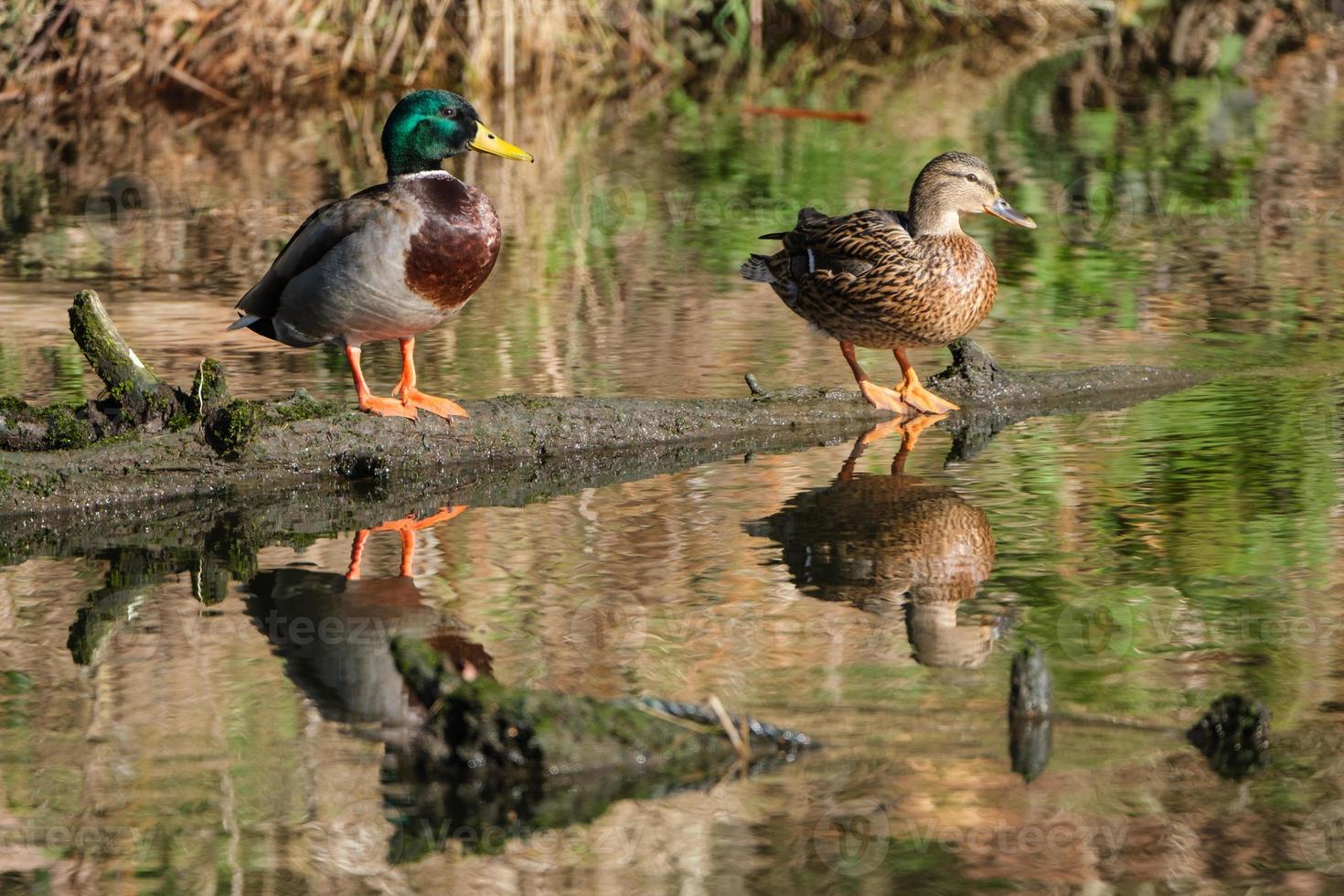 wilde eend anas platyrhynchos lagan rivier belfast noord-ierland uk foto